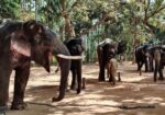 Sakrebailu Elephant Camp