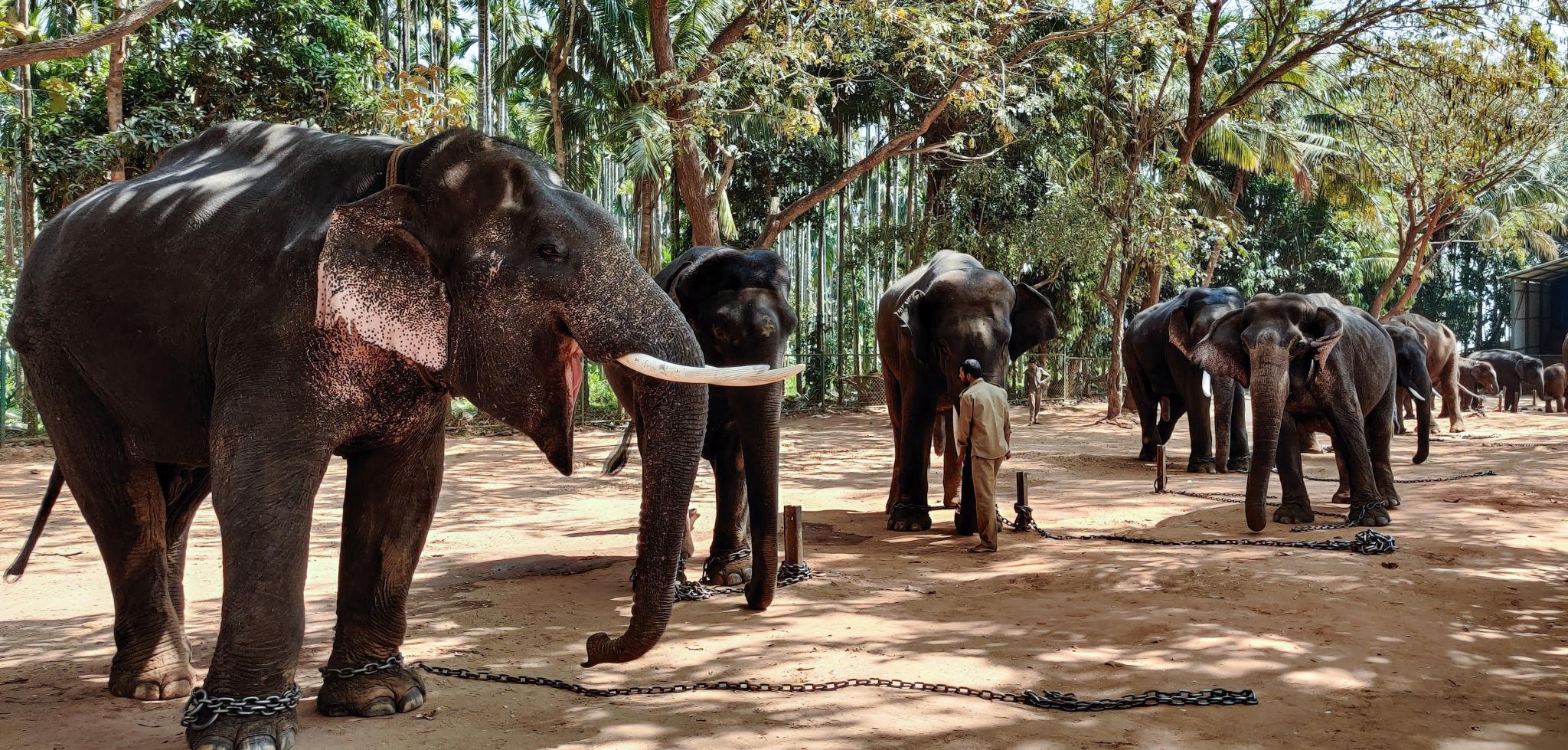 Sakrebailu Elephant Camp