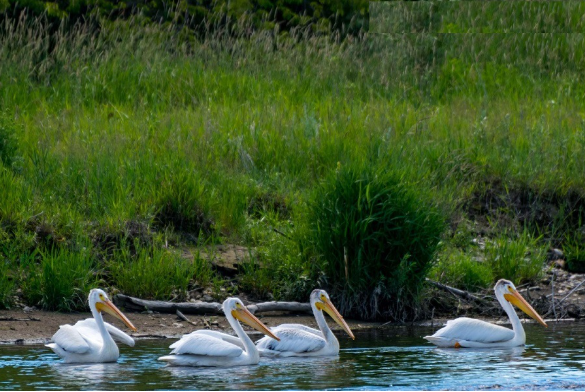 Mandagadde Bird Sanctuary