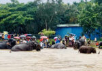 Sakrebailu Elephant Camp