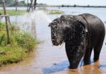 Sakrebailu Elephant Camp