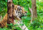 Tyavarekoppa Lion and Tiger Safari