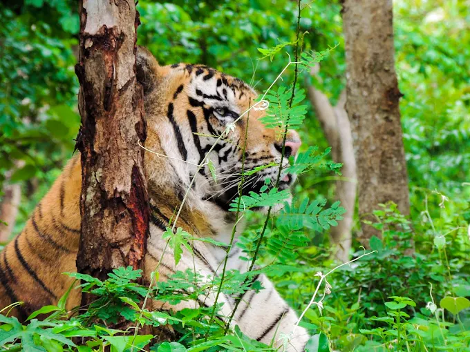Tyavarekoppa Lion and Tiger Safari
